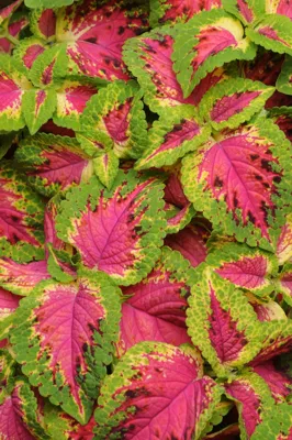 Coleus x blumei Solento Rose