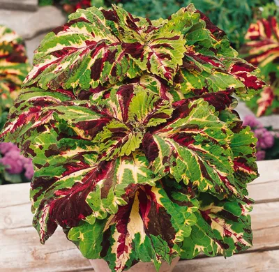 Coleus x blumei Kong Mosaic