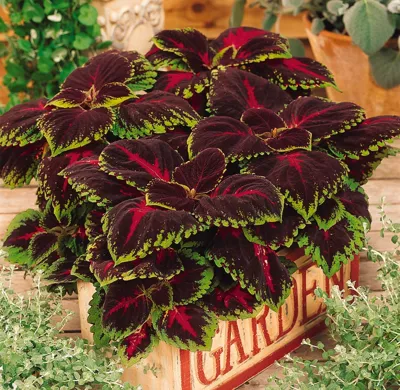 Coleus x blumei Kong Red