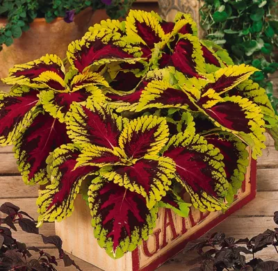 Coleus x blumei Kong Rose