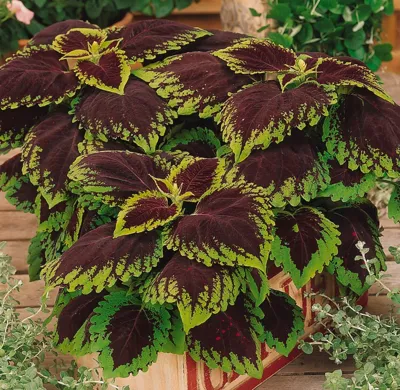 Coleus x blumei Kong Scarlet