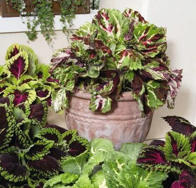 Coleus x blumei Kong Mix