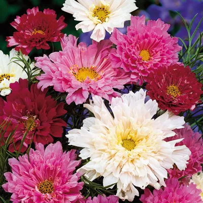 Cosmos bipinnatus Double Click Mix