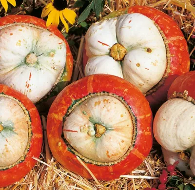 Cucurbita species ALADIN (C. MAXIMA) Aladin