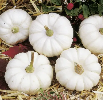 Cucurbita species BABY BOO (C. PEPO) Baby Boo