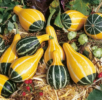 Cucurbita species BICOLOR PEAR (C. PEPO) Bicolor Pear