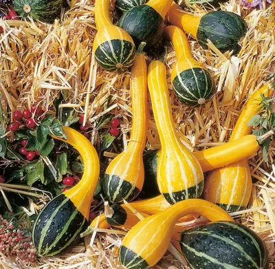 Cucurbita species Bicolor Spoon
