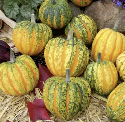 Cucurbita species BUSH DELICATA (C. PEPO) Celebration F1