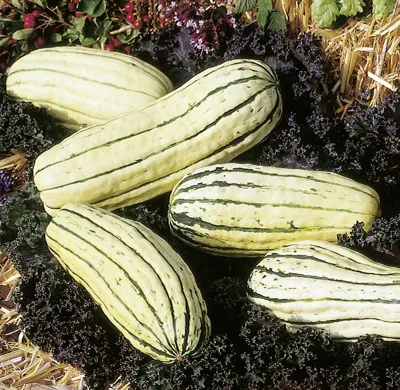 Curcubita kleinvruchtig Delicata