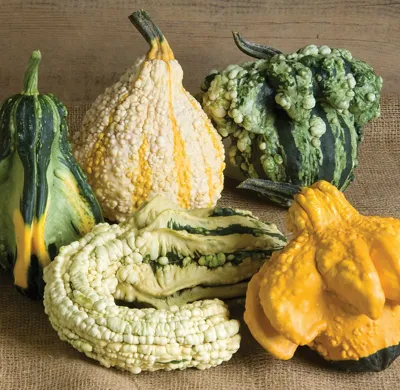 Cucurbita species Gremlins