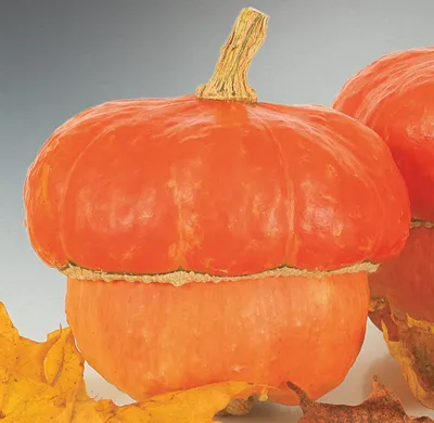 Cucurbita species JACK BE LITTLE (C. PEPO) Mini Red Turban