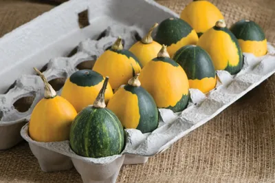 Cucurbita species GIZMO (C. PEPO) Goblin Eggs Mix