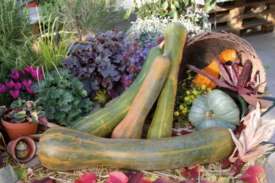 Cucurbita species Longue de Nice