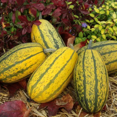 Cucurbita species STRIPETTI F1 (C. PEPO) Stripetti F1