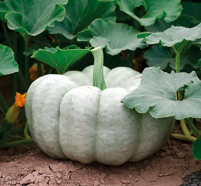 Cucurbita species BLUE DOLL (C. MAXIMA) Blue Doll