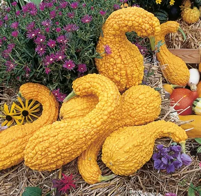 Cucurbita species CROOKNECK (C. PEPO) Crookneck