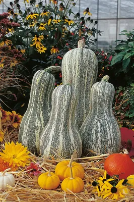 Curcubita Groot vruchtig Cushaw Green Stripe