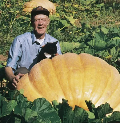 Cucurbita species Atlantic Giant