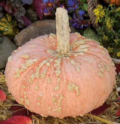 Cucurbita species FUNGO (C. MAXIMA) Galeuse d’Eysines