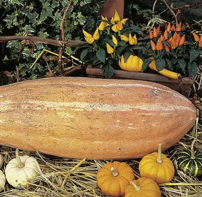 Curcubita Groot vruchtig Pink Jumbo Banana