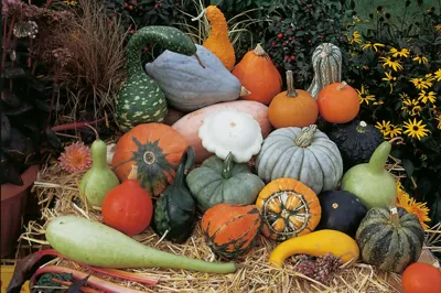 Cucurbita species Grootvruchtige aparte Mix