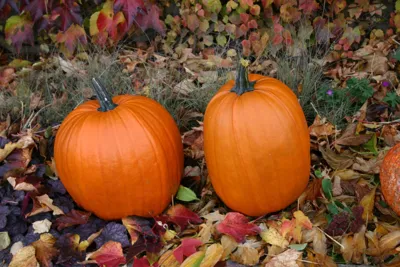 Cucurbita species Jack O Latern