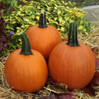 Cucurbita species Mischief F1