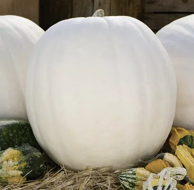 Cucurbita species Polar Bear F1