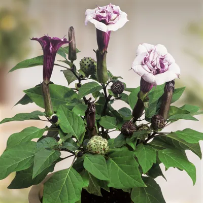Datura Ballerina
