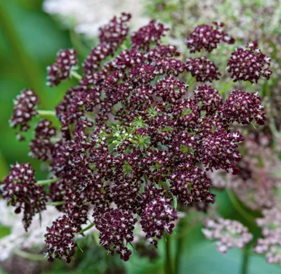 Daucus Carote Dara (wilde wortel)