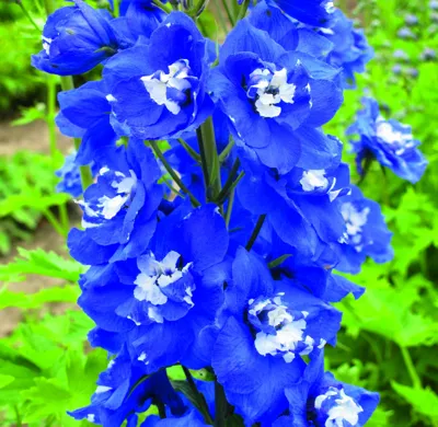 Delphinium x cultorum Jupiter® F1 Blauw