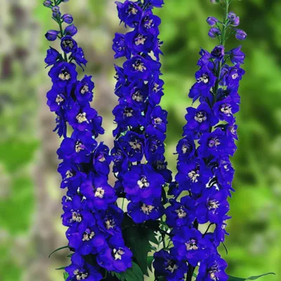 Delphinium x cultorum Jupiter® F1 Paars