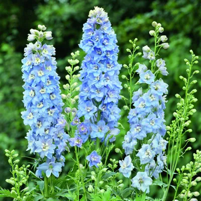 Delphinium x cultorum Jupiter® F1 Lichtblauw