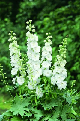 Delphinium x cultorum Jupiter® F1 Wit