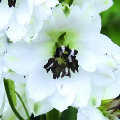 Delphinium x cultorum Magic Fountains White / Dark Bee