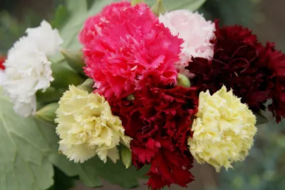 Dianthus caryophyllus Chabaud Mix
