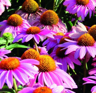 Echinacea purpurea FEELING Pink