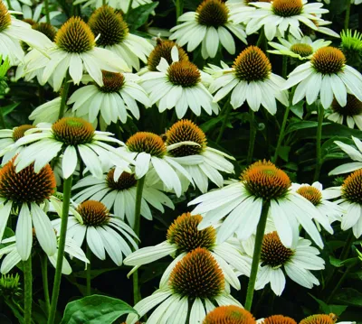 Echinacea purpurea FEELING White