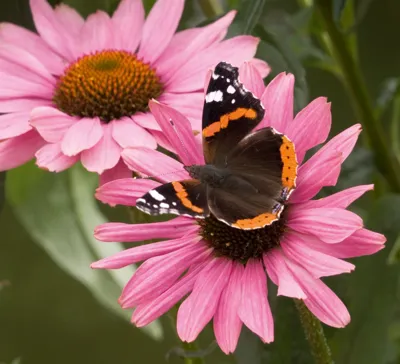 Echinacea purpurea PRIMADONNA® Deep Rose