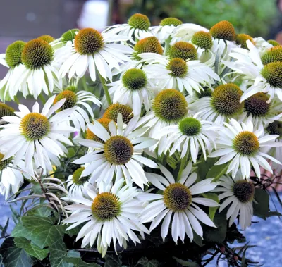 Echinacea purpurea PRIMADONNA® White