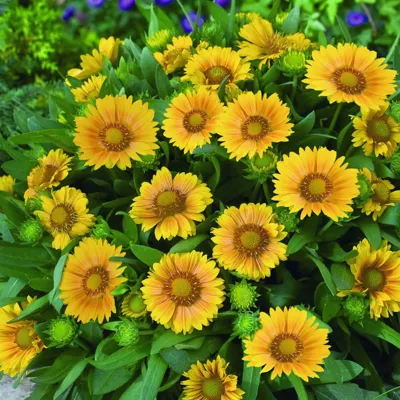 Gaillardia x grandiflora Arizona