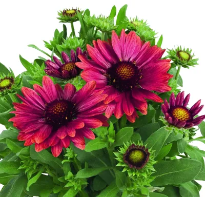Gaillardia x grandiflora Arizona Red Shades