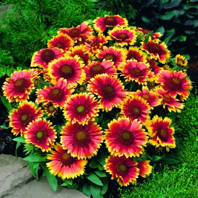 Gaillardia x grandiflora Arizona Sun