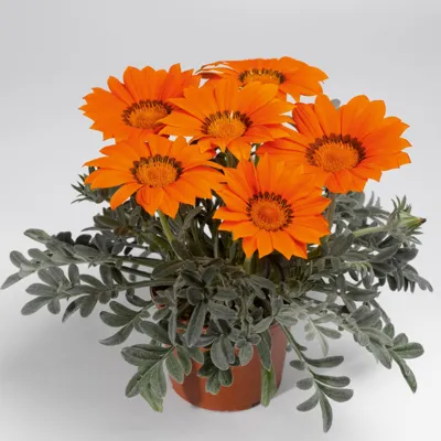 Gazania x rigens Kiss® F1 Siesta Frosty Orange