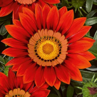 Gazania x rigens Kiss® F1 Siesta® F1 Red