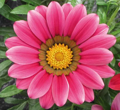 Gazania x rigens SIESTA® F1 Rose
