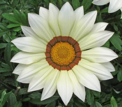 Gazania x rigens Kiss® F1 Wit