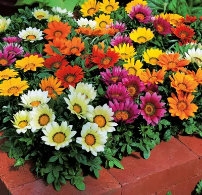 Gazania x rigens Kiss® F1 Mix