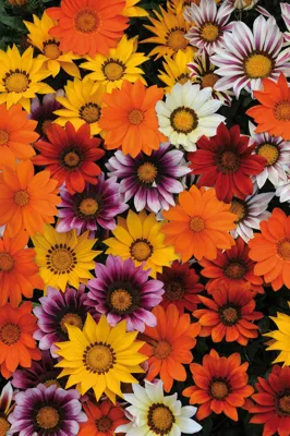 Gazania x rigens Daybreak F1Mix