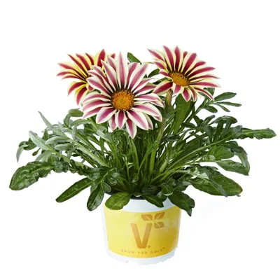 Gazania x rigens Impressa® F1 White Flame